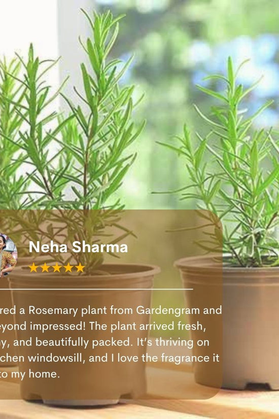 Two potted rosemary plants on a windowsill with a review from Neha Sharma.