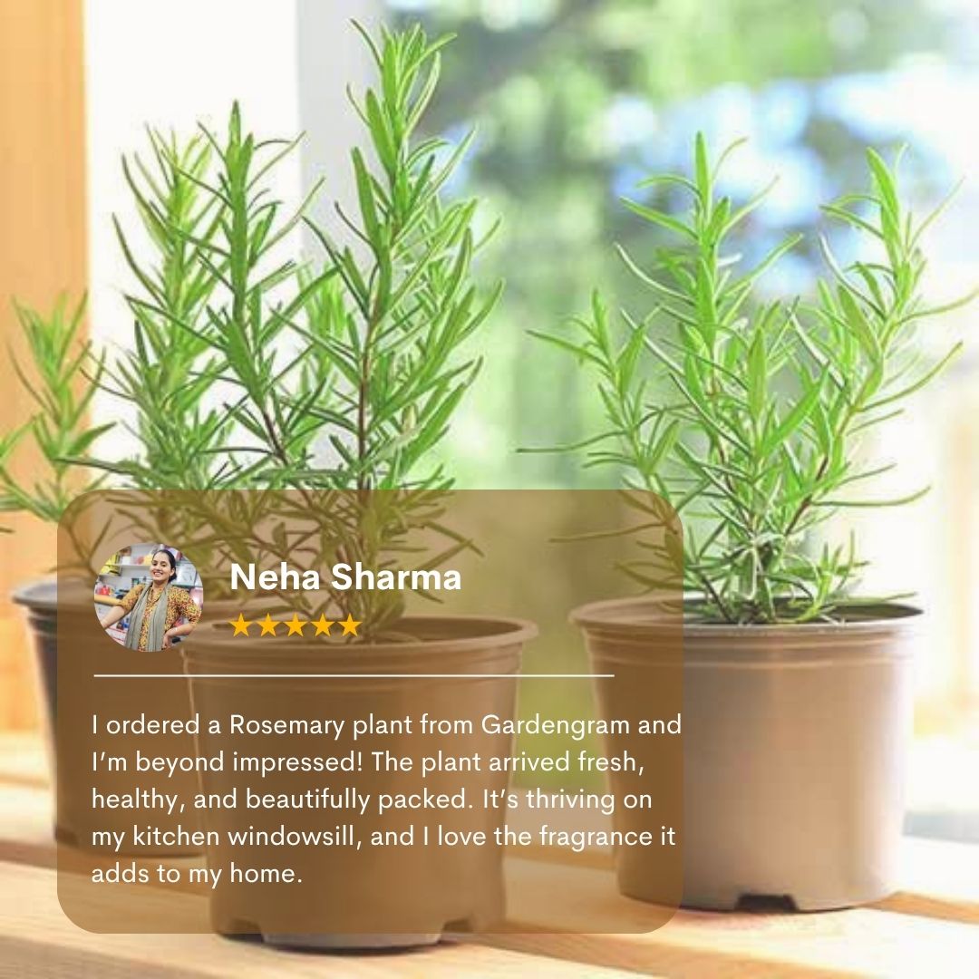 Two potted rosemary plants on a windowsill with a review from Neha Sharma.