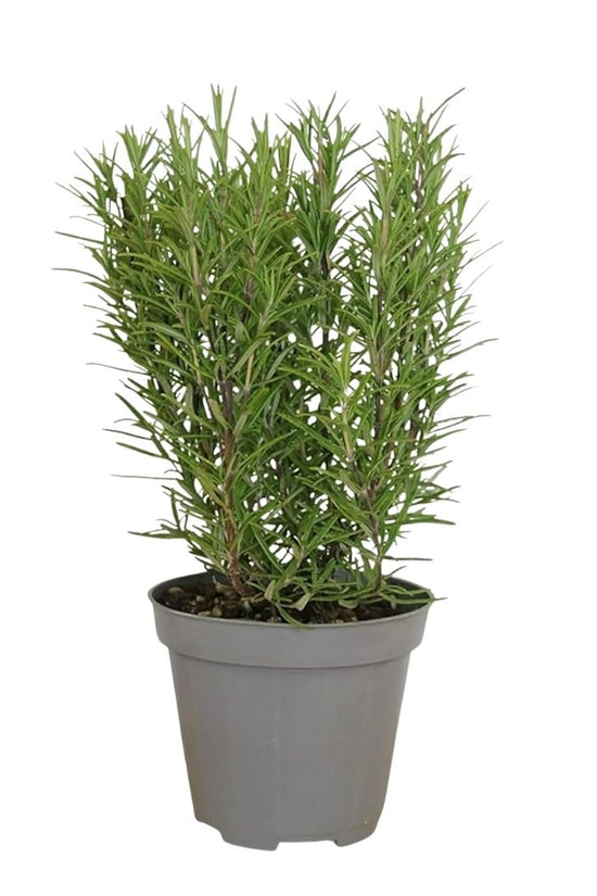 Potted plant with green foliage on a white background