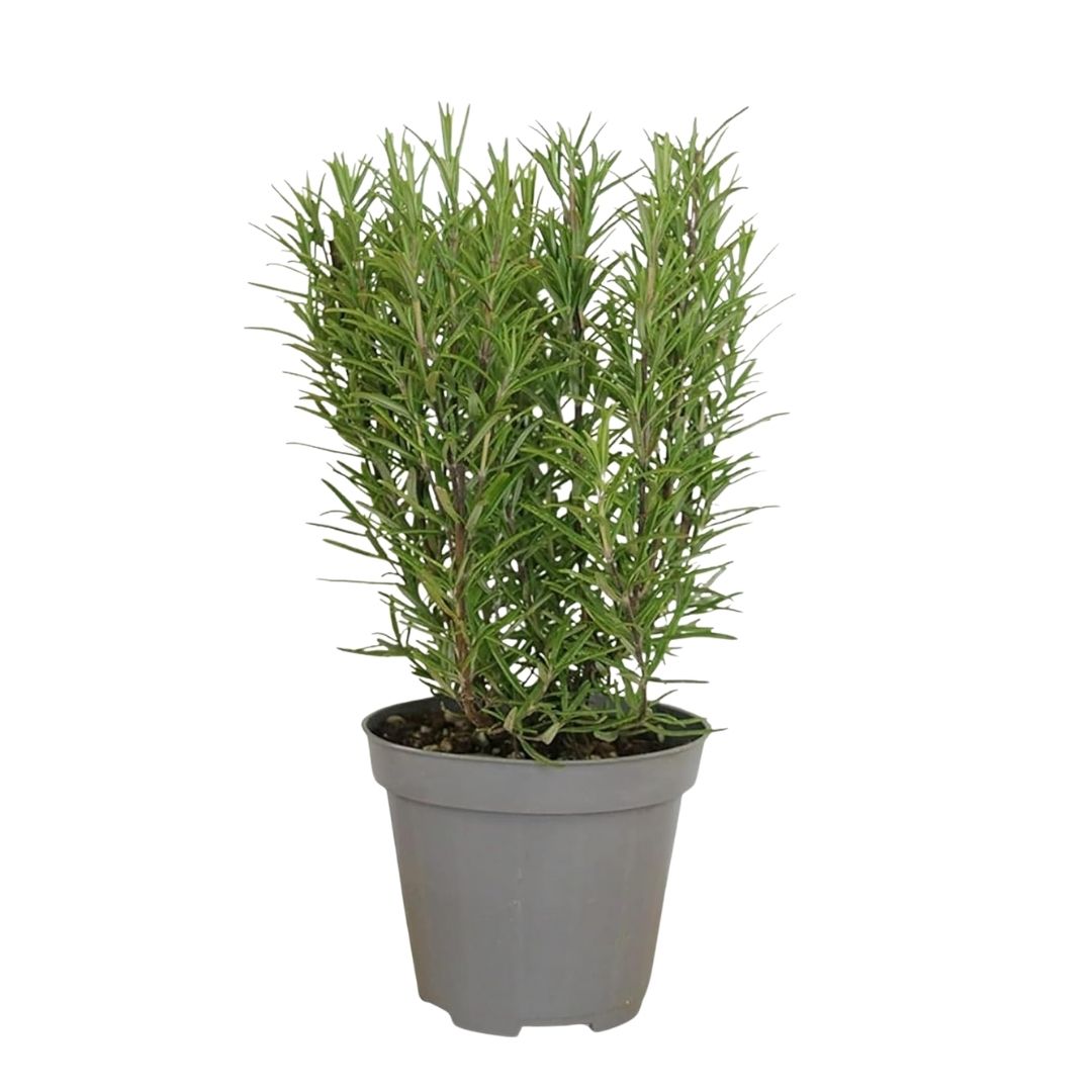 Potted plant with green foliage on a white background