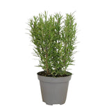 Rosemary Plant