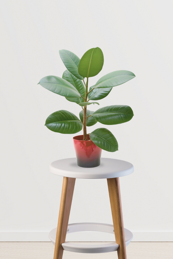 Rubber plant for indoor air purification
