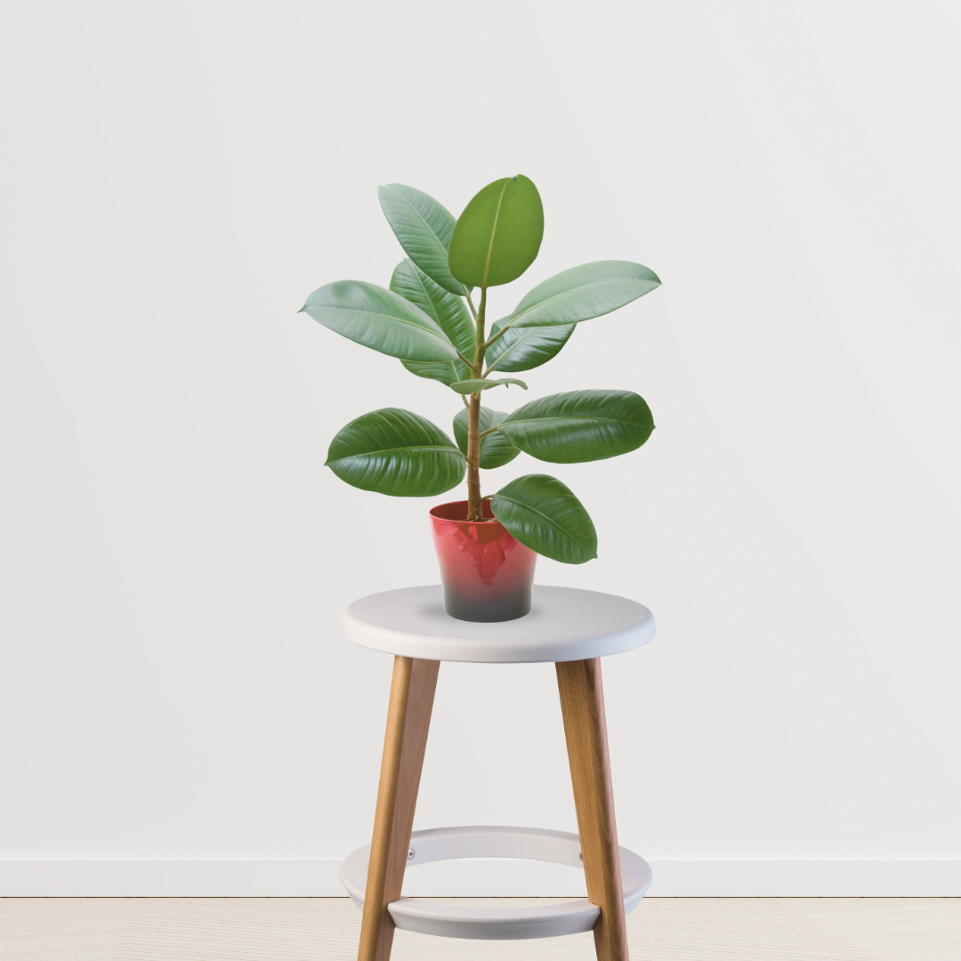 Rubber plant for indoor air purification
