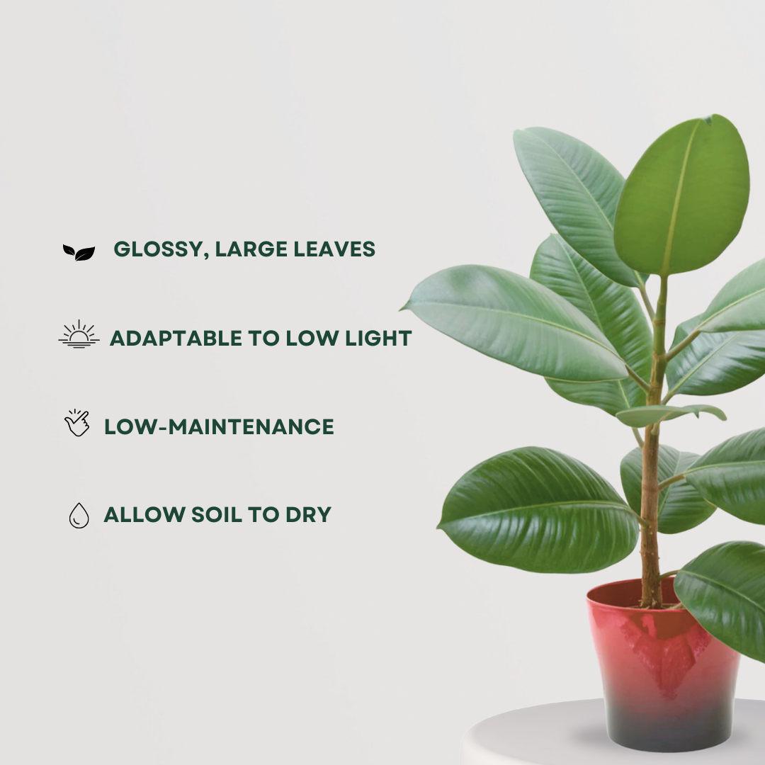 Rubber Plant – Gardengram