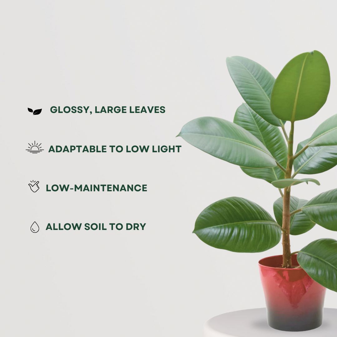 Rubber plant for indoor air purification
