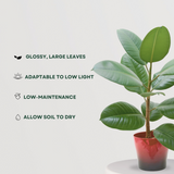Rubber Plant - Gardengram
