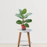 Nature’s Purifier Pack (Boston Fern,Rubber Plant, Peace Lily)