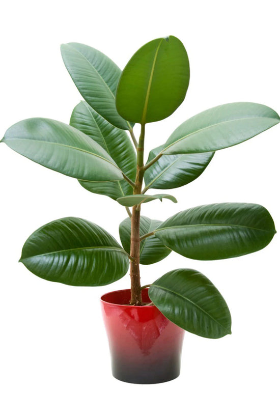 Pawfect Plant Pack (Calathea, Spider Plant, Rubber Plant)