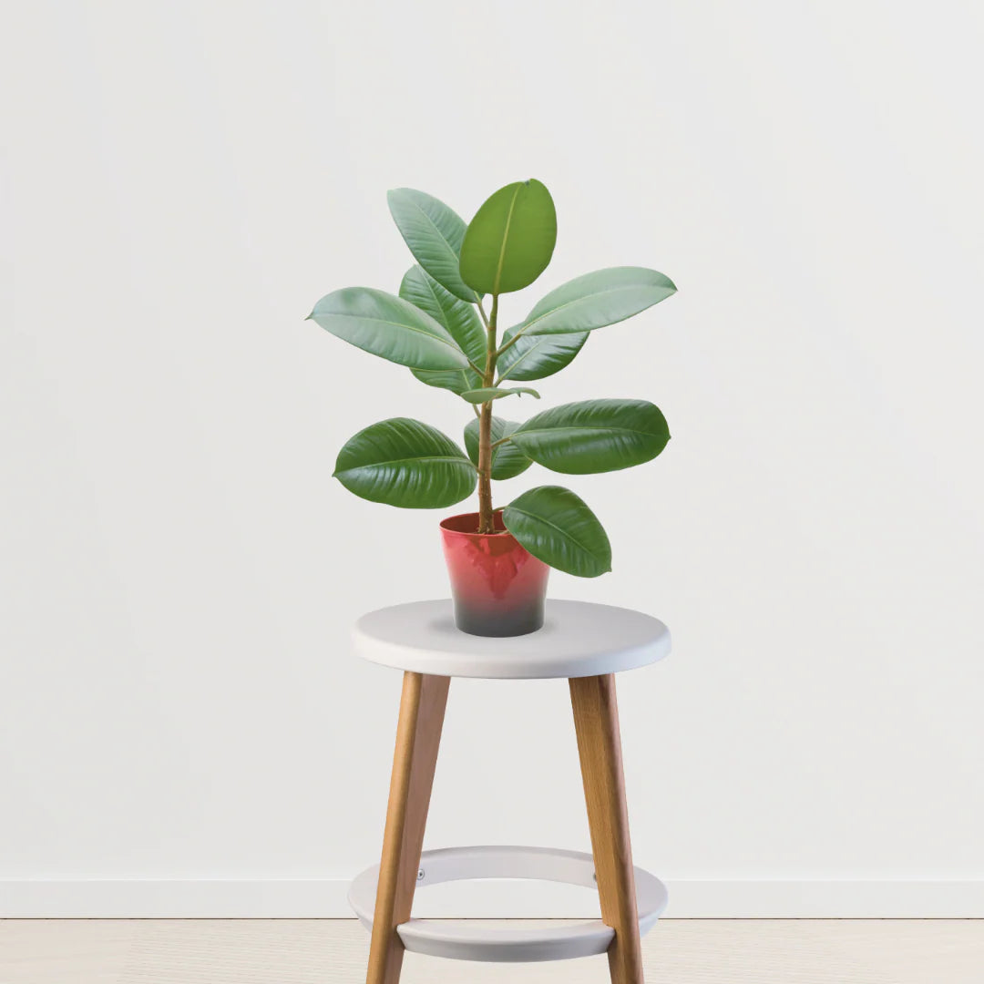 Vastu Vibes Trio (Bamboo Palm, Rubber Plant, Money Plant)