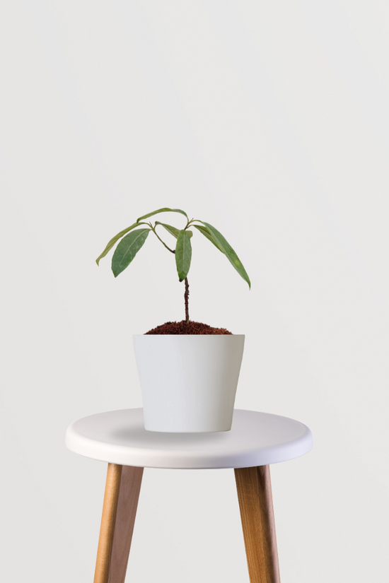 Rudraksha seed tree sapling
