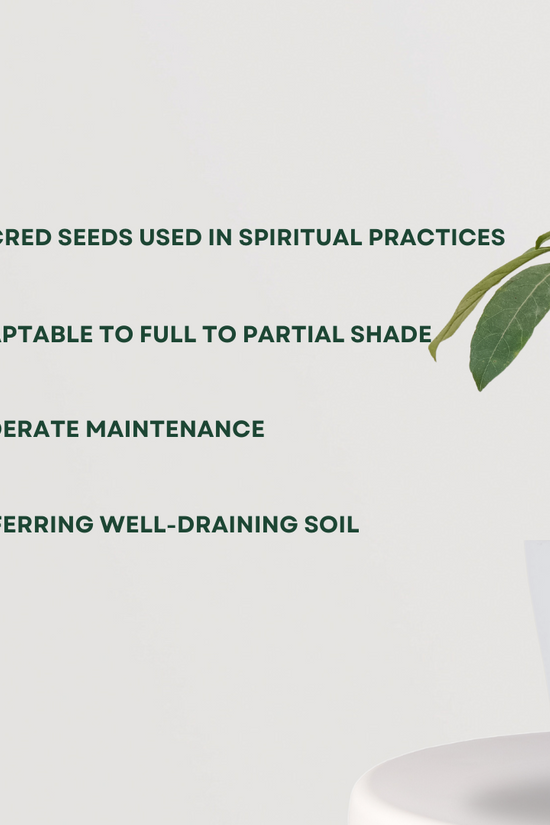 Rudraksha seed tree sapling
