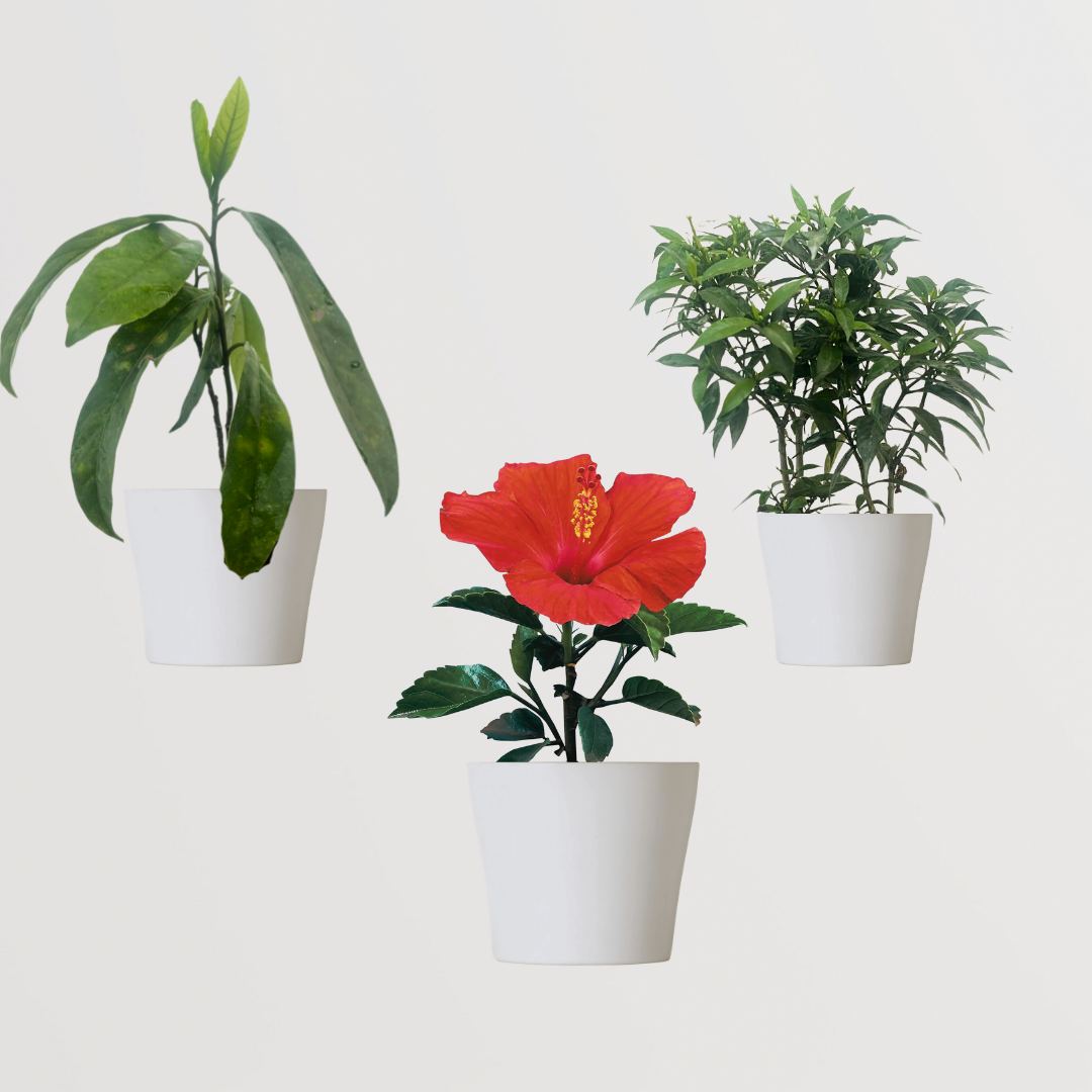 Sacred flowering plant trio