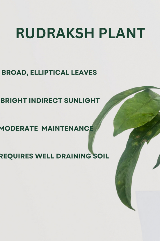 Sacred flowering plant trio