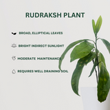 Sacred Blossom Trio Rudraksh Plant- Gardengram
