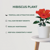 Sacred Blossom Trio Hibiscus Plant - Gardengram