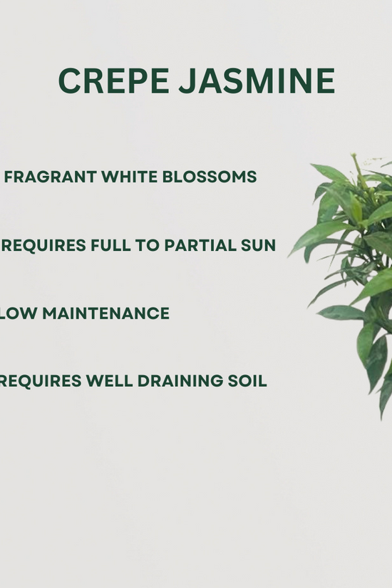 Sacred flowering plant trio