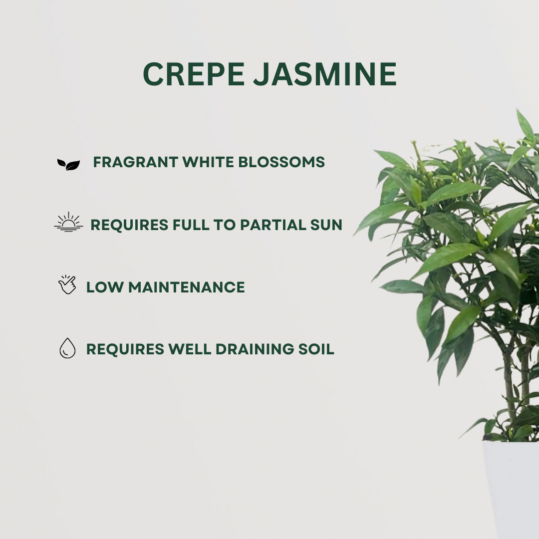 Sacred flowering plant trio