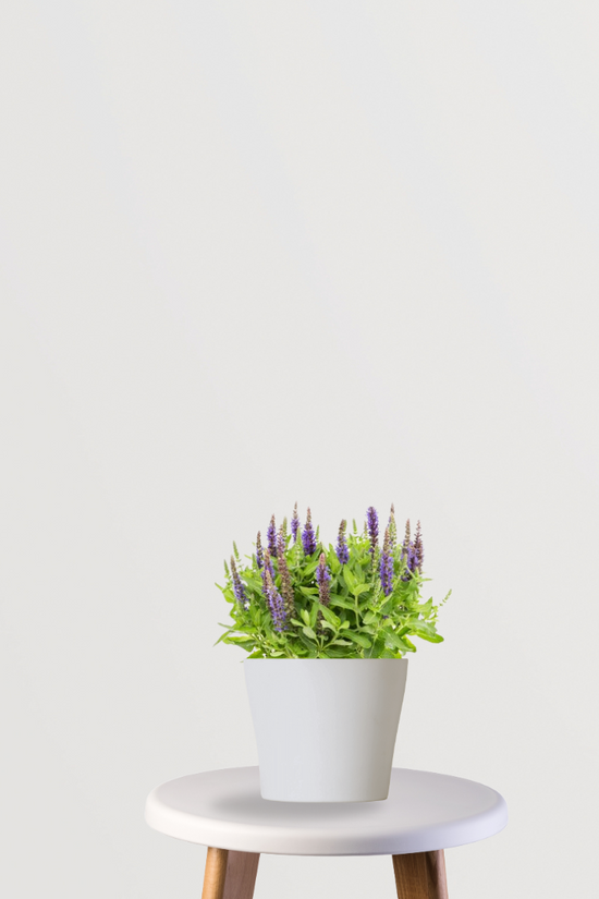 Salvia flowering plant for garden
