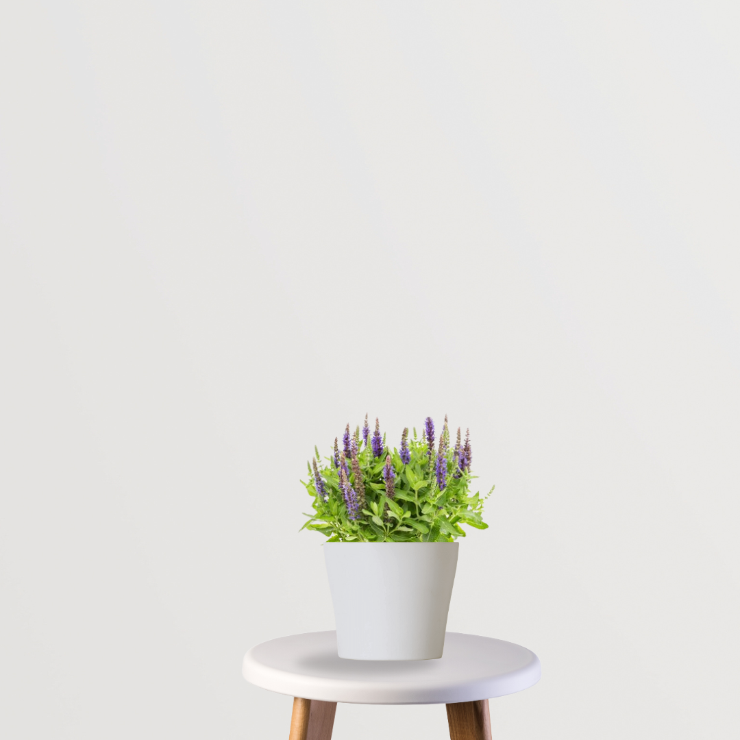 Salvia flowering plant for garden
