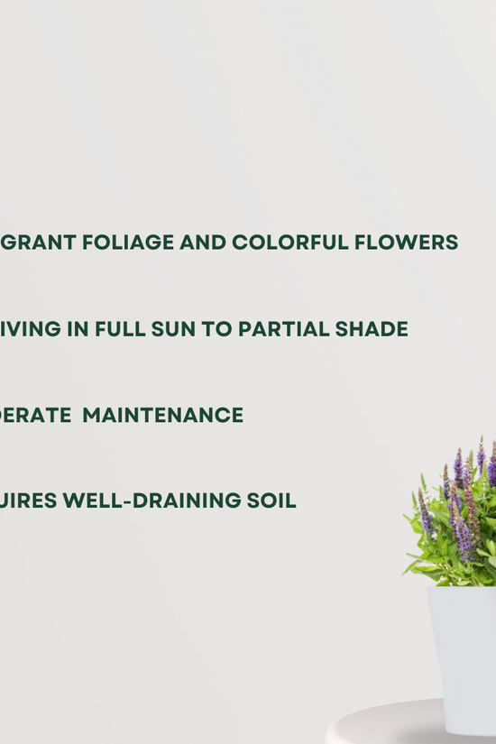 Salvia flowering plant for garden
