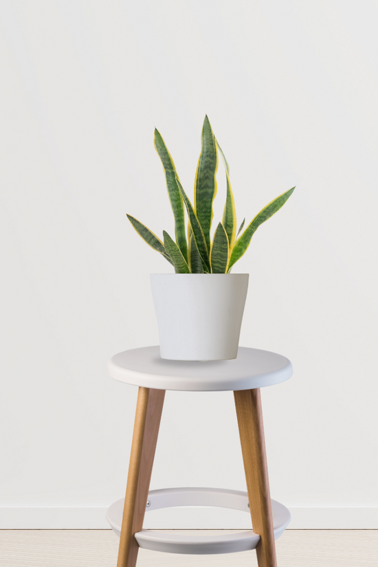 Green Sansevieria indoor plant
