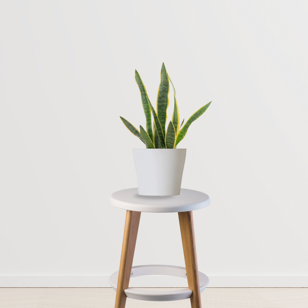 Green Sansevieria indoor plant
