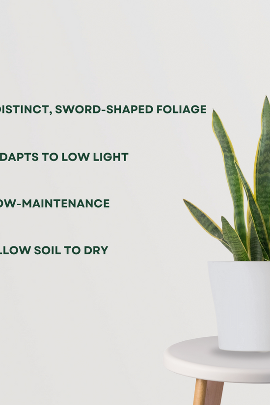 Green Sansevieria indoor plant
