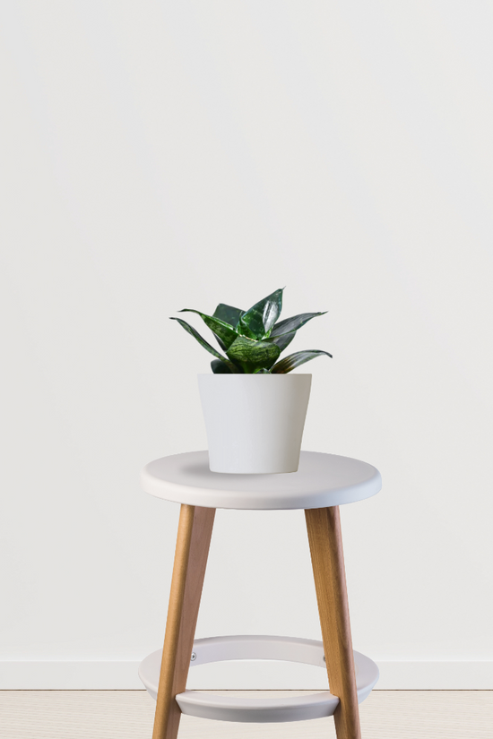 Sansevieria Hahnii mini snake plant
