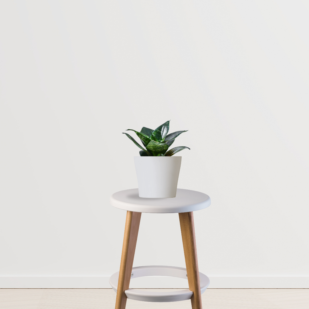 Sansevieria Hahnii mini snake plant

