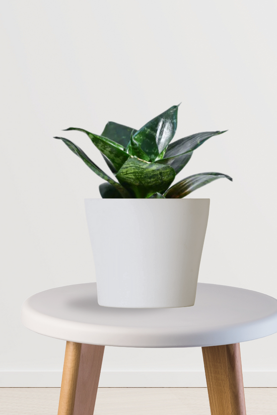 Sansevieria Hahnii mini snake plant
