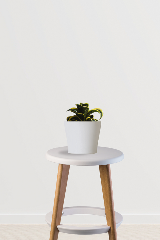 Twister snake plant for home decor
