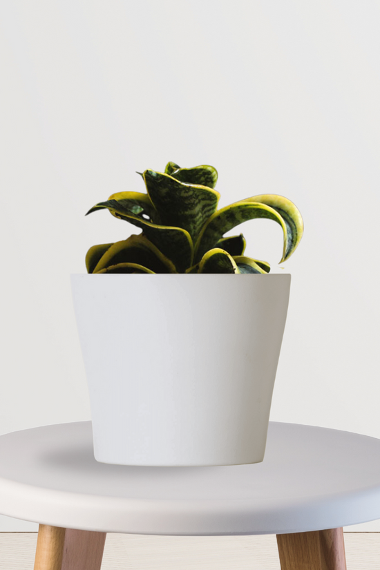 Twister snake plant for home decor
