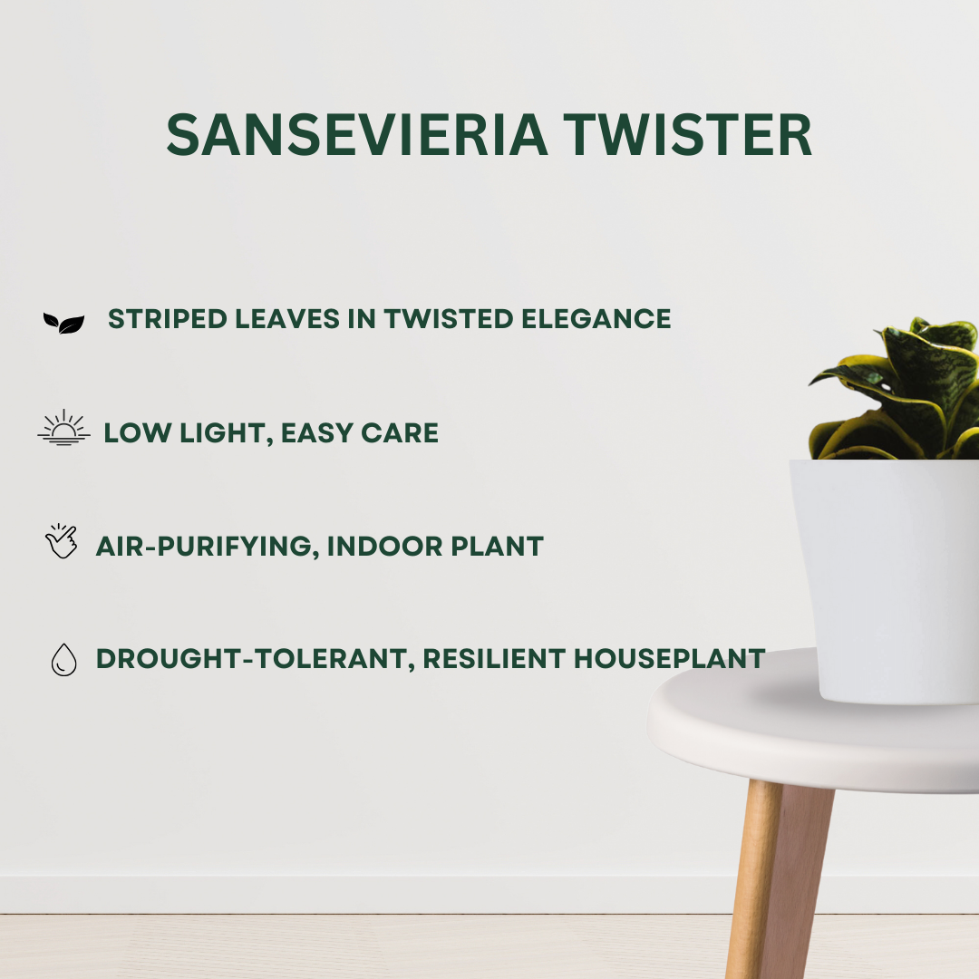 Care tips for Sasevieria Twister Plant For Bedroom