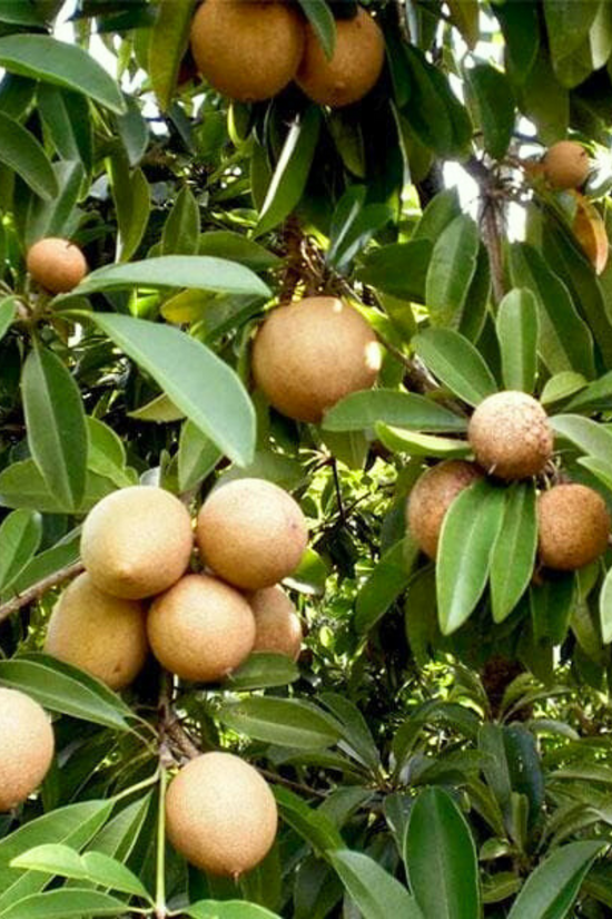 Small Sapatu plant for terrace garden
