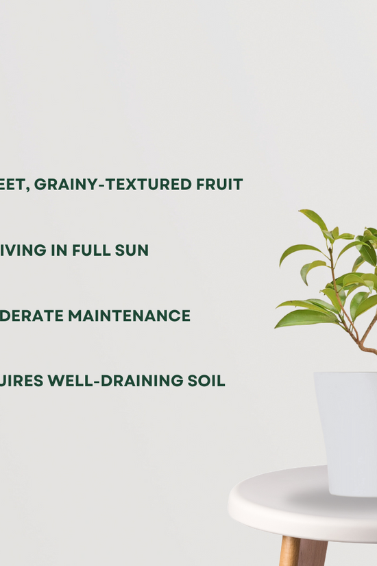 Sapatu medium fruit tree
