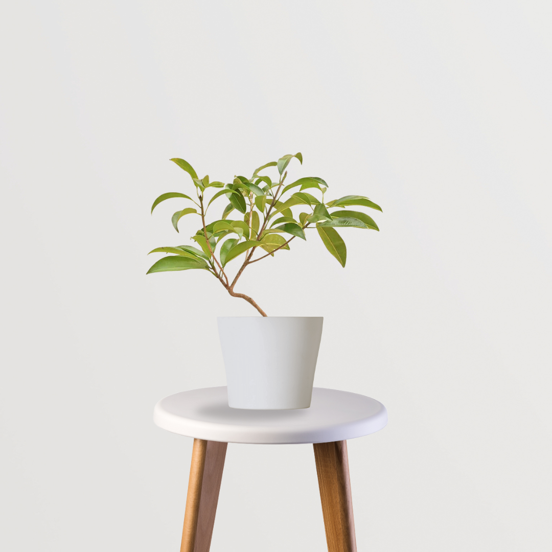 Small Sapatu plant for terrace garden
