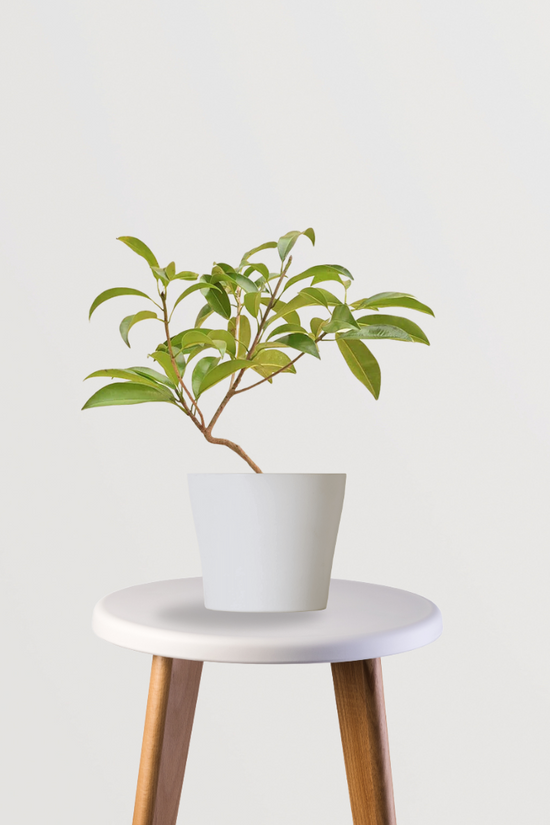 Sapatu medium fruit tree

