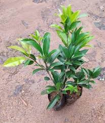 Small Sapatu plant for terrace garden
