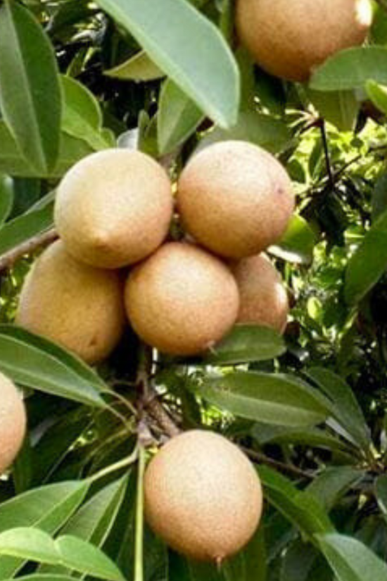 Small Sapatu plant for terrace garden
