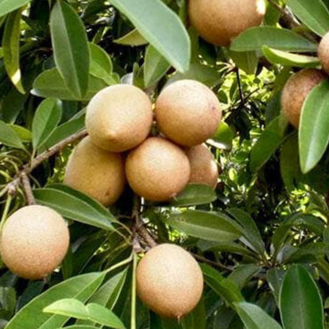 Small Sapatu plant for terrace garden
