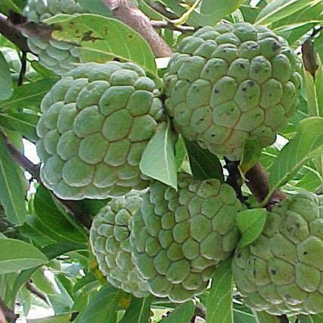 Sarifa fruit plant
