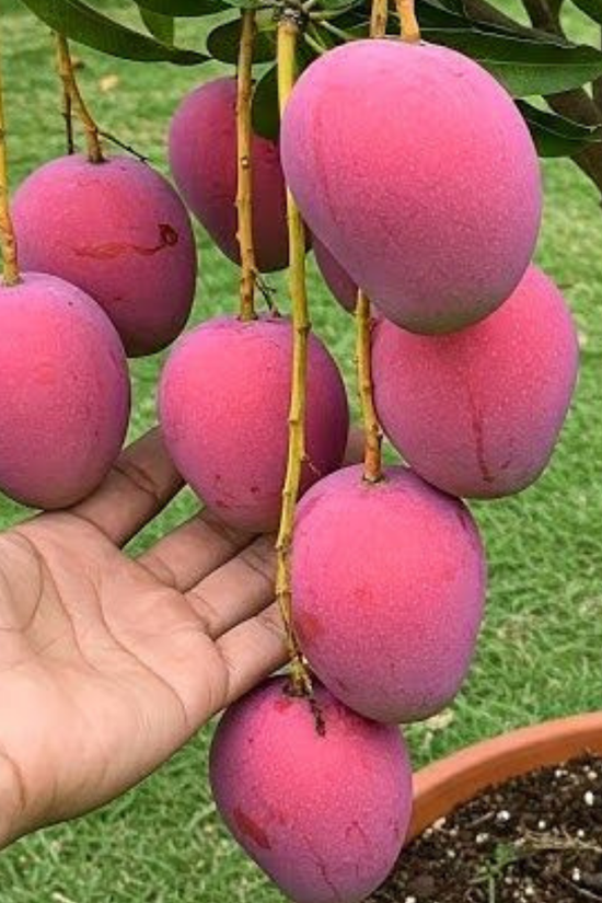 Hand holding pink mangoes on a tree branch with a green background