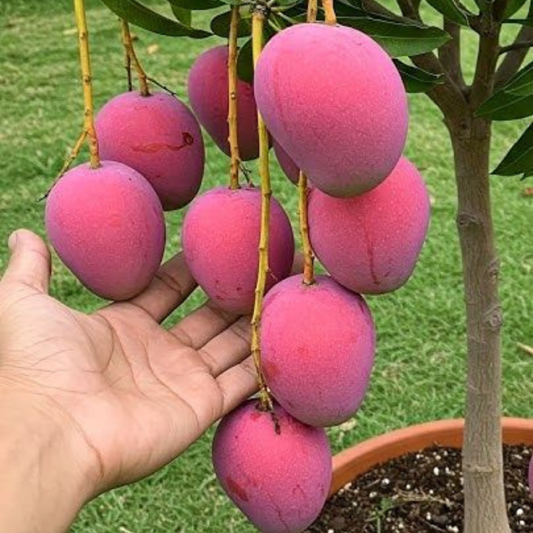 Hand holding pink mangoes on a tree branch with a green background