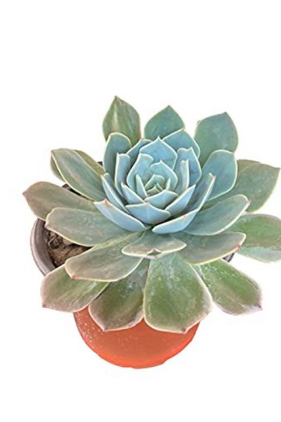 Secunda succulent plant for tabletops
