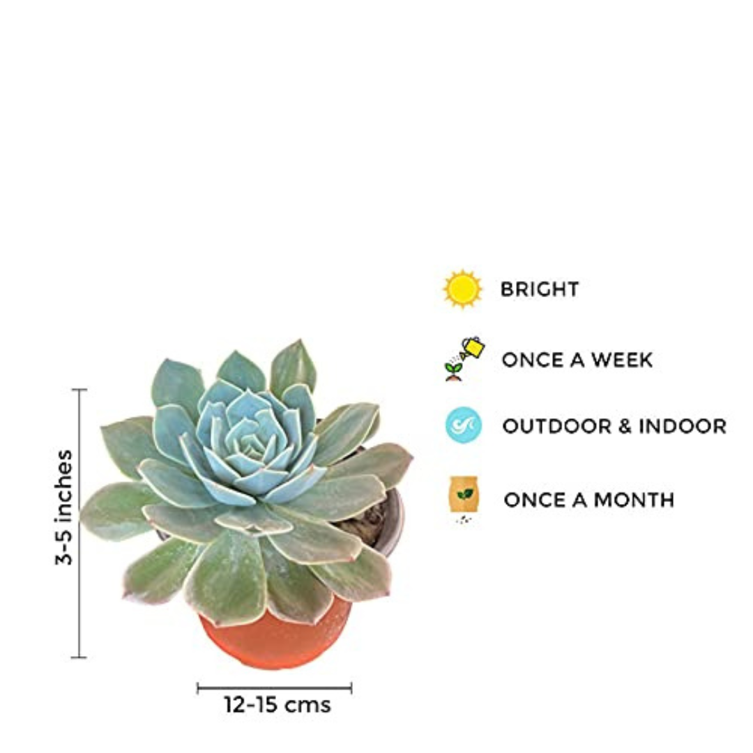 Secunda Succulent Air Purifier Indoor Plants for Home/ Office - Gardengram
