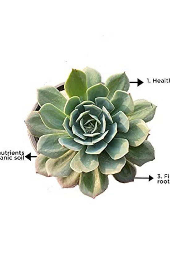 Secunda succulent plant for tabletops
