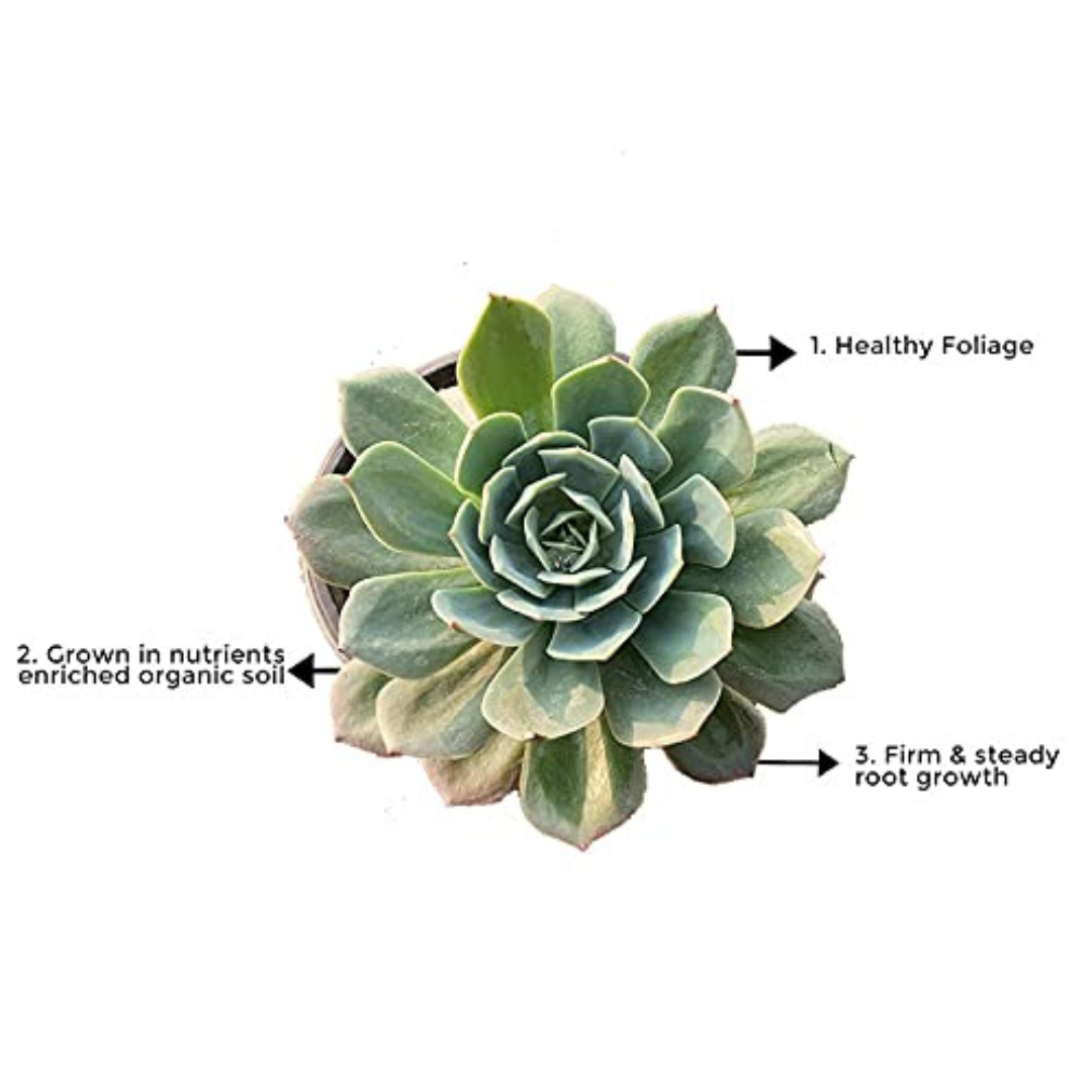 Secunda succulent plant for tabletops
