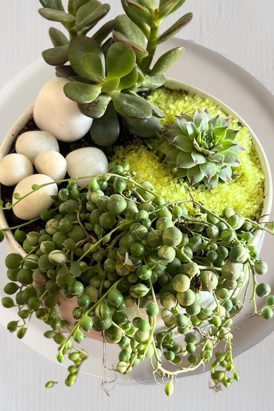 Premium garden delight gift set
