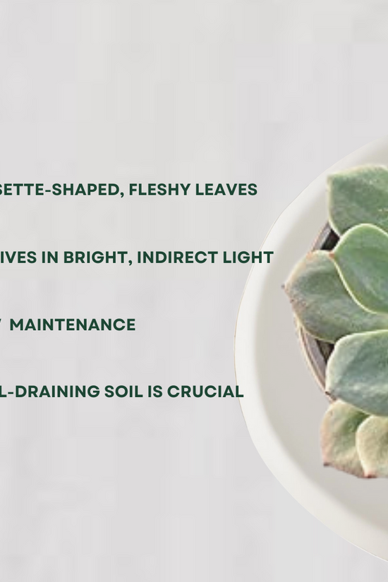 Secunda succulent plant for tabletops
