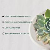 Secunda Succulent Air Purifier Indoor Plants for Home/ Office - Gardengram
